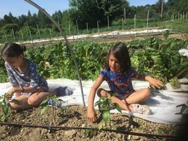 Children out gardening, working on a row of juvenile pepper plants.