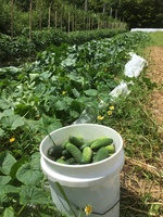 A long row of cucumber plants, with a big bucket of harvested cucumbers.